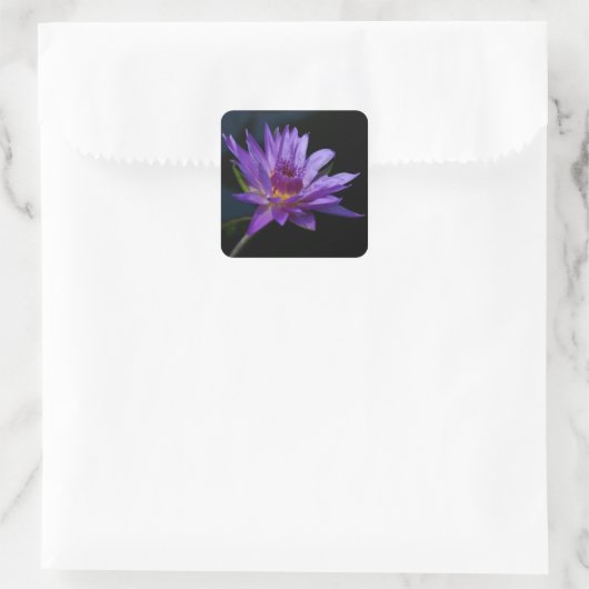 Wasserlilie Lotus Quadratischer Aufkleber (Tasche)