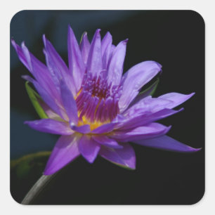 Wasserlilie Lotus Quadratischer Aufkleber