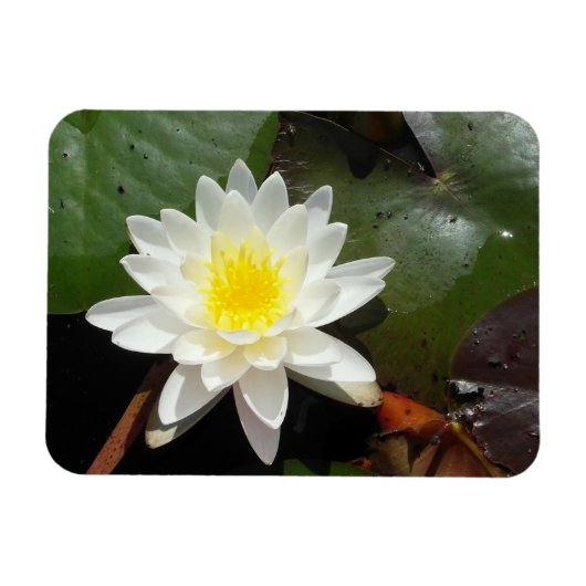 Wasserlilie Magnet (Horizontal)