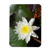 Wasserlilie Magnet (Vertikal)