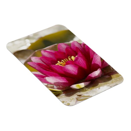 Wasserlilie Magnet (Rechte Seite)