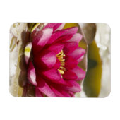 Wasserlilie Magnet (Horizontal)