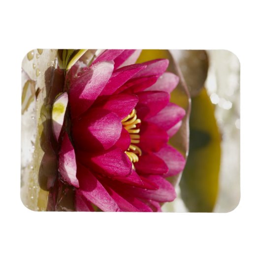 Wasserlilie Magnet (Horizontal)