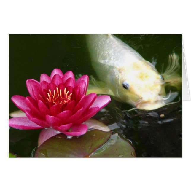 Wasserlilie mit Koi (Vorderseite (Horizontal))