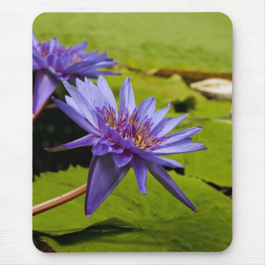 Wasserlilie Mousepad (Vorne)