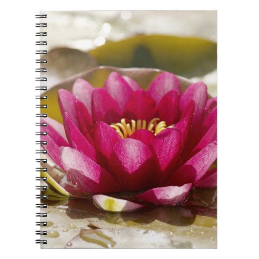 Wasserlilie Notizblock (Vorderseite)