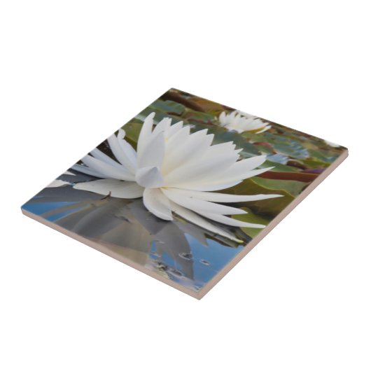 Wasserlilie (Nymphaea Odorata) auf Caddo Fliese (Seite)