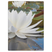 Wasserlilie (Nymphaea Odorata) auf Caddo Klemmbrett (Rückseite)