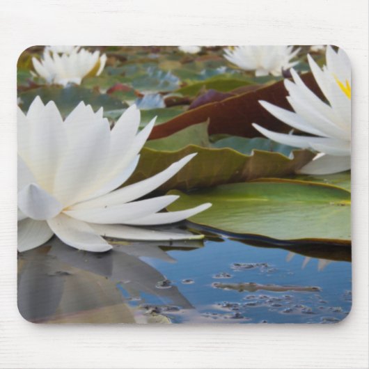 Wasserlilie (Nymphaea Odorata) auf Caddo Mousepad (Vorne)