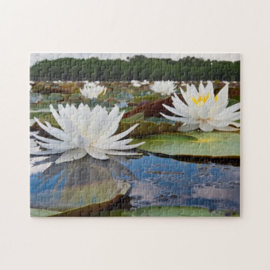 Wasserlilie (Nymphaea Odorata) auf Caddo Puzzle (Horizontal)