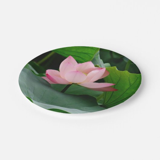 Wasserlilie Pink Pappteller (Schrägansicht)