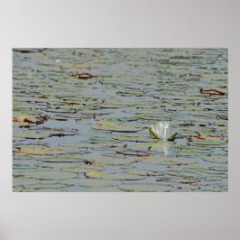 Wasserlilie Pond Blume I Poster