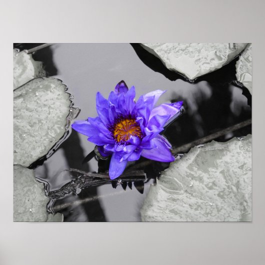Wasserlilie Poster (Vorne)