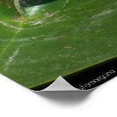 Wasserlilie Poster (Ecke)