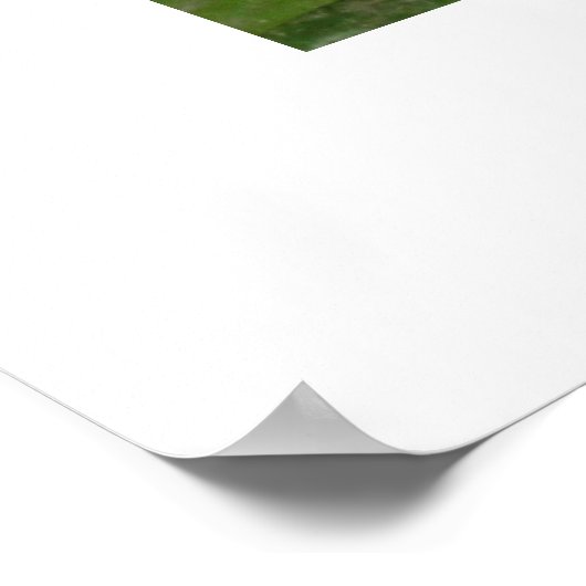 Wasserlilie Poster (Ecke)