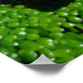 Wasserlilie Poster (Ecke)