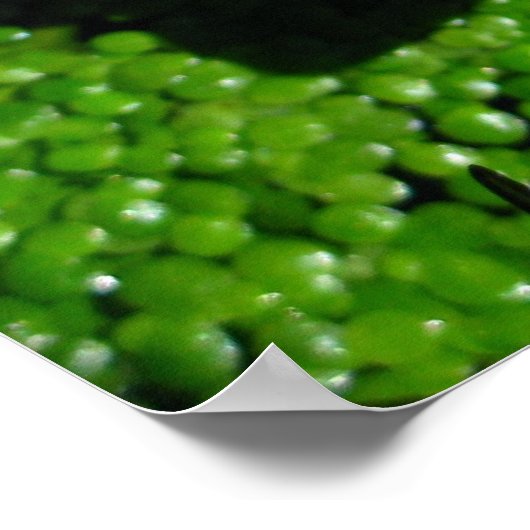 Wasserlilie Poster (Ecke)