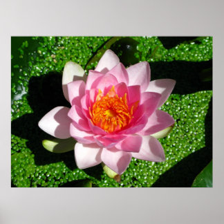 Wasserlilie Poster