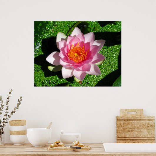 Wasserlilie Poster (Küche)