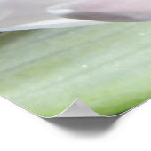 Wasserlilie Poster (Ecke)