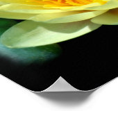 Wasserlilie Poster (Ecke)