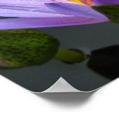 Wasserlilie Poster (Ecke)