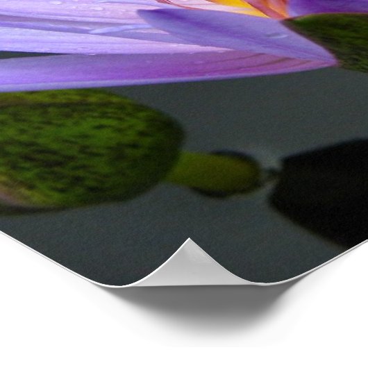 Wasserlilie Poster (Ecke)