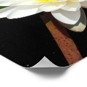 Wasserlilie Poster (Ecke)