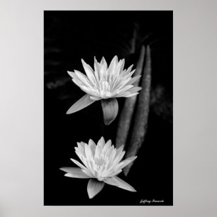 Wasserlilie Poster