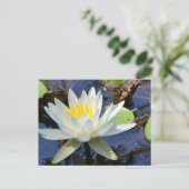 Wasserlilie Postkarte (Stehend Vorderseite)