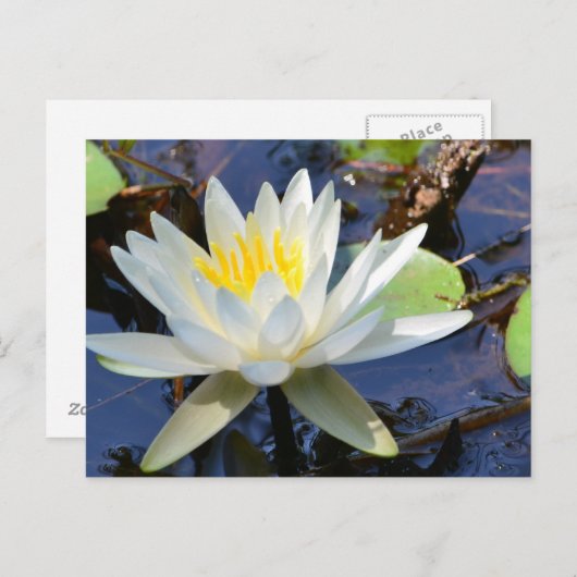 Wasserlilie Postkarte (Vorne/Hinten)