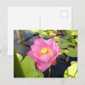 Wasserlilie Postkarte (Vorne/Hinten)