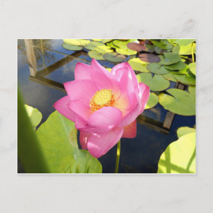 Wasserlilie Postkarte