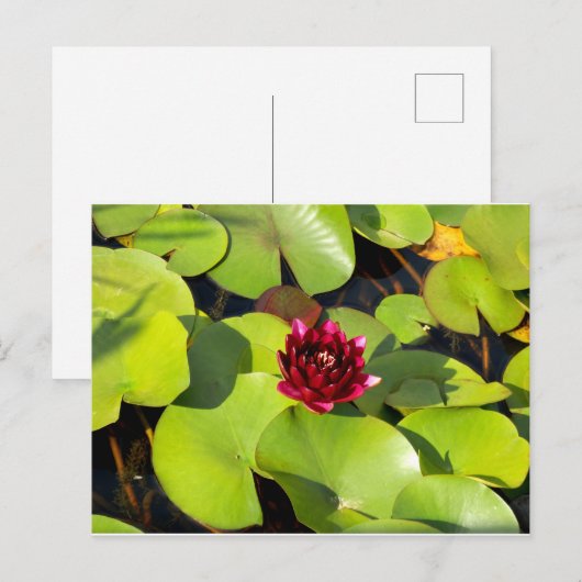 Wasserlilie Postkarte (Vorne/Hinten)