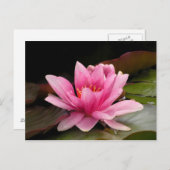 Wasserlilie Postkarte (Vorne/Hinten)