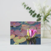 Wasserlilie Postkarte (Stehend Vorderseite)