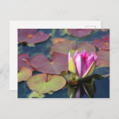 Wasserlilie Postkarte (Vorne/Hinten)