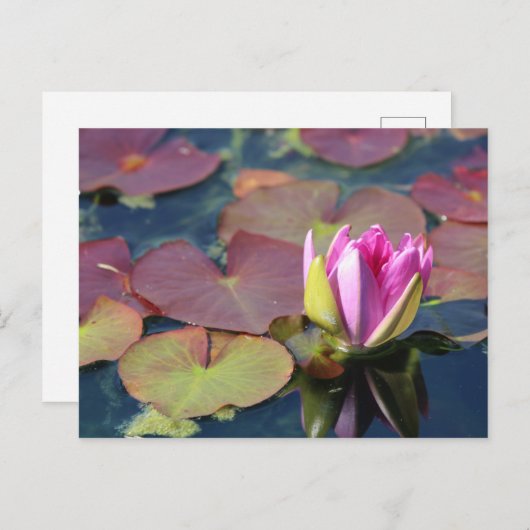 Wasserlilie Postkarte (Vorne/Hinten)