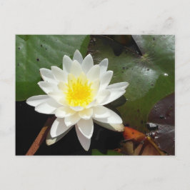 Wasserlilie Postkarte