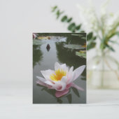 Wasserlilie Postkarte (Stehend Vorderseite)