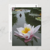 Wasserlilie Postkarte (Vorne/Hinten)