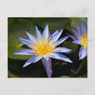 Wasserlilie Postkarte