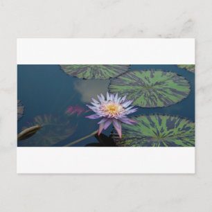 Wasserlilie Postkarte