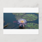 Wasserlilie Postkarte (Vorderseite)