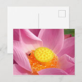 Wasserlilie Postkarte (Vorne/Hinten)