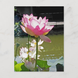Wasserlilie Postkarte