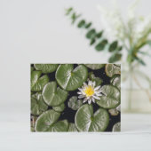Wasserlilie Postkarte (Stehend Vorderseite)