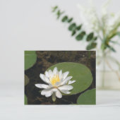Wasserlilie Postkarte (Stehend Vorderseite)