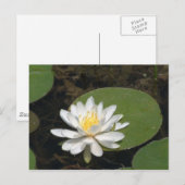 Wasserlilie Postkarte (Vorne/Hinten)