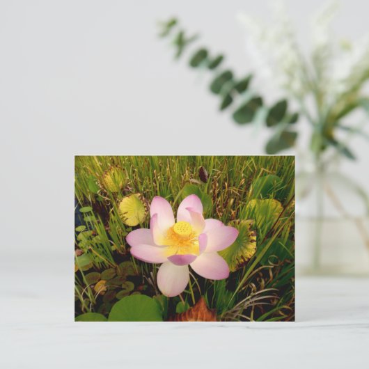 Wasserlilie Postkarte (Stehend Vorderseite)